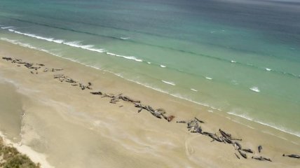 В Новой Зеландии сотни дельфинов выбросились на берег (Видео)
