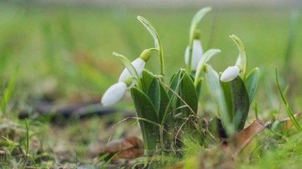 У Холодному Яру на Чигиринщині вже розцвіли підсніжники