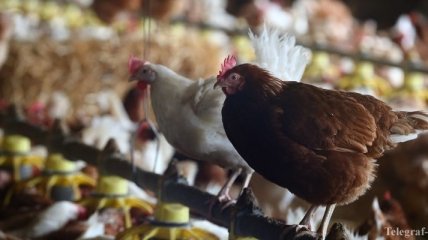 Украина нашла новый рынок сбыта мяса птицы