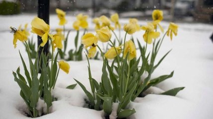 В Україні кінець березня буде прохолодним і навіть морозним