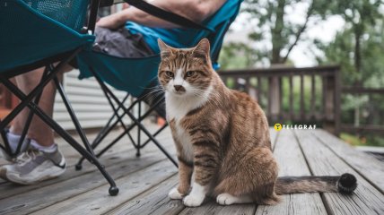 Коты не такие эгоисты, как кажутся