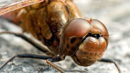 С помощью глаз насекомых ученые создали широкоугольную камеру 