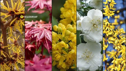 Какие неприхотливые кусты посадить, пока холодно