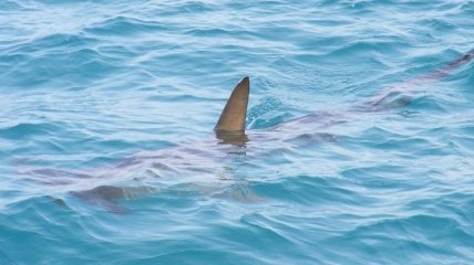 Discovery планирует заняться защитой акул, которым угрожает нелегальная торговля плавниками