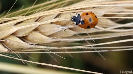 В Беларуси собран рекордный урожай зерновых - более 9 млн т