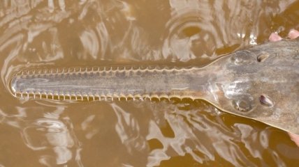 Ученые заподозрили гиганскую рыбу-пилу в "непорочном зачатии"