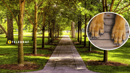 Во Львове увидели опасных хищников