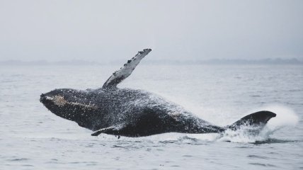 Все для китов: новый метод мониторинга за их популяцией поможет ученым сохранить больших млекопитающих