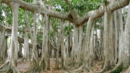 Ученые: Первые корни растений на земле росли вверх