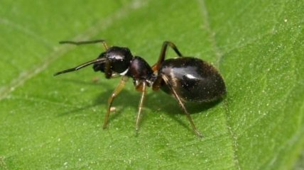 Ученые сделали неожиданное открытие о муравьях