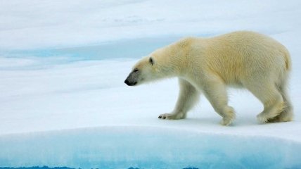 Белые медведи могут полностью исчезнуть из-за глобального потепления