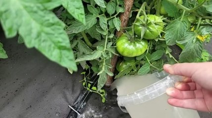 Использование подкормок помогает значительно улучшить качество урожая помидоров