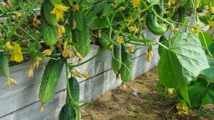 Як правильно вирощувати розсаду огірків