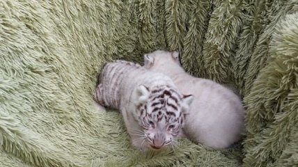 В Бердянском зоопарке белые тигрята впервые вышли на прогулку (фото)