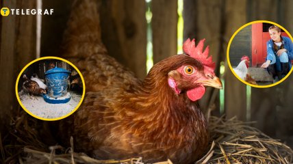 Кормление кур