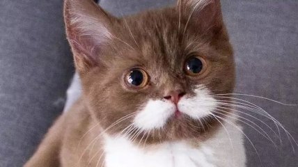 Знакомьтесь, Гринго: милый котик с белыми усами (Фото)