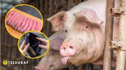 Свиньи на ферме