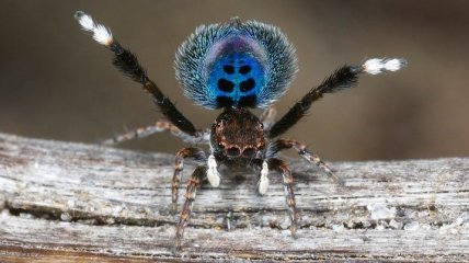 Вы будете в шоке от увиденного: павлиньи пауки, которые завораживают (Фото)