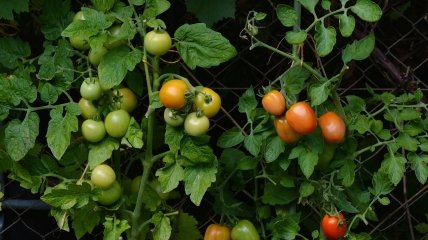 Урожай помидоров можно еще спасти