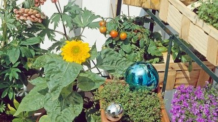 Домашний огород: овощи, которые можно вырастить на балконе