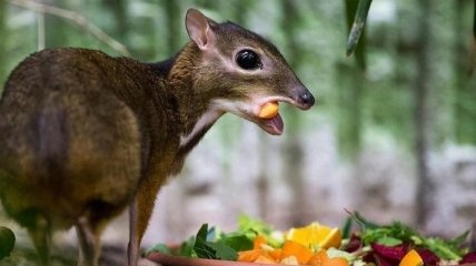 Маленький олень: забавный канчиль, обитающий в тропиках (Фото)
