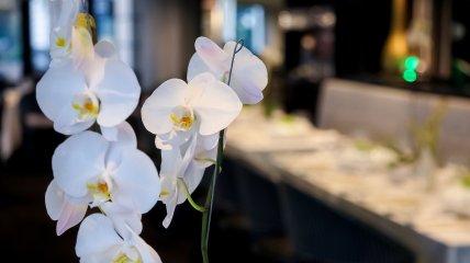 Почему орхидея фаленопсис не цветет и как заставить ее выпустить цветонос?