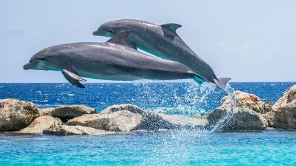 Пара дельфінів