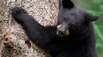 В кафе в Томской области на женщину напал медведь