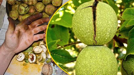 Молодые грецкие орехи окрашивают кожу рук