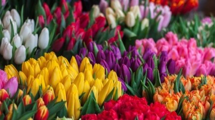 У Нідерландах відбувся квітковий ажіотаж на День матері