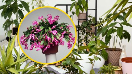 Рождественник не любит слишком много влаги