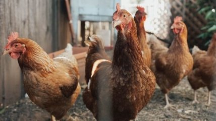 "Уверенно держим позиции": Украина второй год подряд занимает 6 место среди производителей курятины