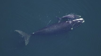 Переход китообразных к водному образу жизни заставил "отключиться" 85 генов