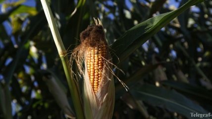 Минсельхоз США снизил прогноз урожая кукурузы в Украине
