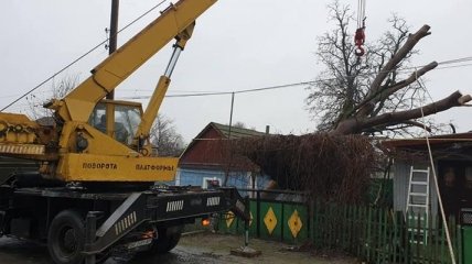 На Миколаївщині через негоду на авто, лікарні та будинки попадали дерева (Відео)