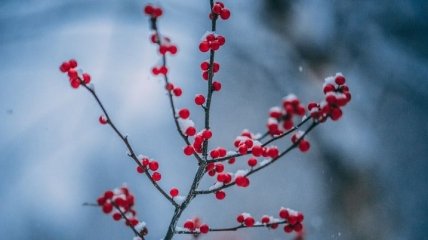 Небольшой мороз и туман: синоптик озвучила прогноз погоды в Украине на 17 декабря