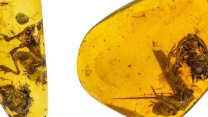 Ученые нашли в янтаре древний образец предка лягушки