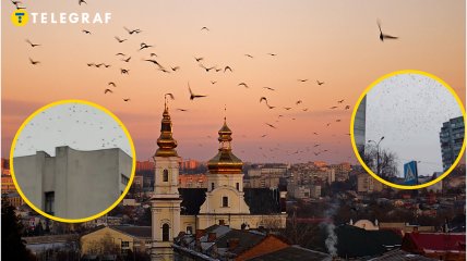 Ворони над собором у Вінниці