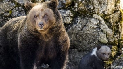 Медведи на Камчатке раскопали могилы на кладбище