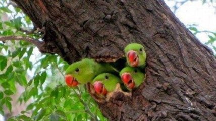 У харківському лісі знайшли 50 папуг з переохолодженням (Відео)  