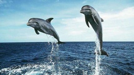 Ученые: "Язык" дельфинов состоит из слов и предложений