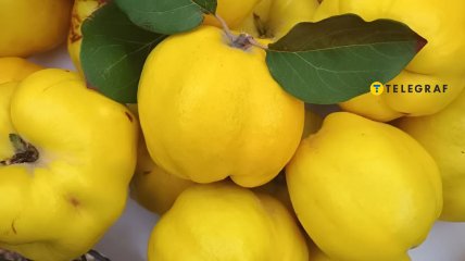 Айва неприхотлива и урожайна, а еще очень полезна и вкусна