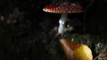 Киевлянам напомнили правила грибной охоты  