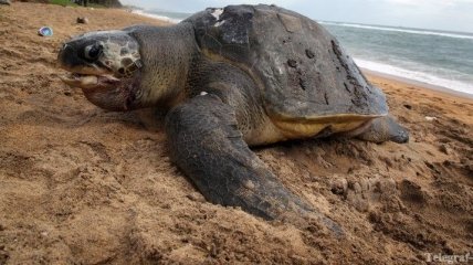 На пляжах Кипра - все больше черепах