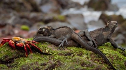 Животный мир Галапагосских островов (Фото)