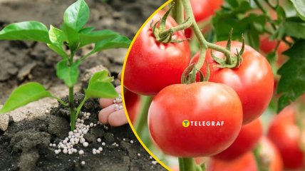 Секрет, который используют опытные фермеры