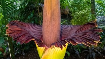 В Великобритании расцвел самый большой и дурно пахнущий цветок в мире