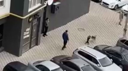 Под Киевом мужчина спустил собаку на бездомного пса и добивал его ногами: видео происшествия попало в сеть