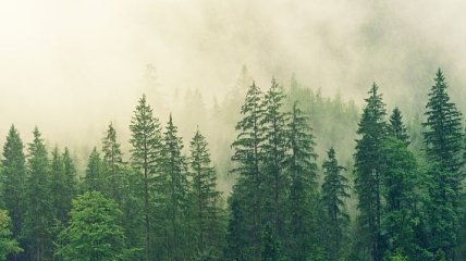 "Эффект хвойных лесов" уменьшился: как подкисление влияет на планету