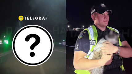 Поліція заблюрила морду кота